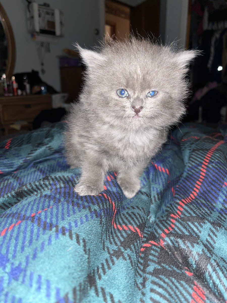 BlondeBomshell_'s tweet photo. Okay we accidentally added another cat to the bunch but it's the fluffiest kitty ever so naturally Mia has named him Fluff Ball 💓 https://t.co/eJUe48lrA3