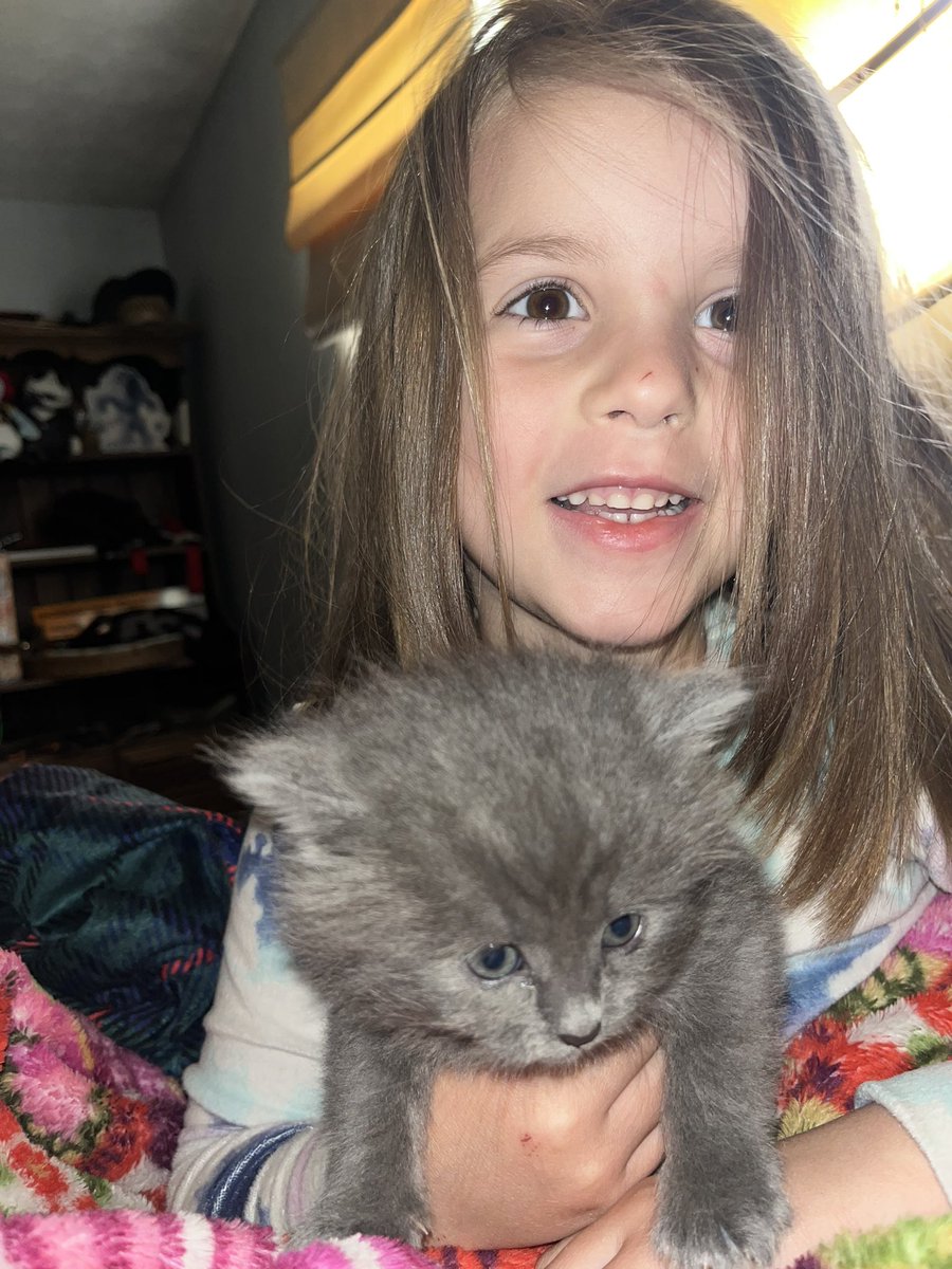 BlondeBomshell_'s tweet photo. Okay we accidentally added another cat to the bunch but it's the fluffiest kitty ever so naturally Mia has named him Fluff Ball 💓 https://t.co/eJUe48lrA3