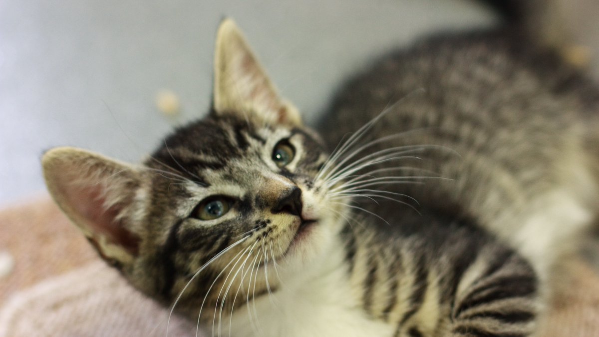 Battersea_'s tweet photo. It's #TabbyCatDay and we want to see the cutest tabby cats you have! Share a picture below 🐱😍 https://t.co/QK0hfYZvFZ