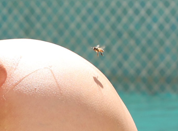 sweet_bee_
