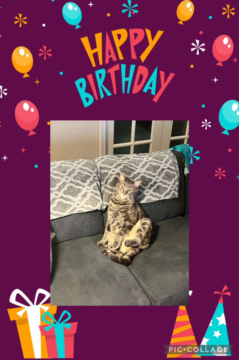 CandyPoo9's tweet photo. #thebigtwo #kittensoftwitter #kittens #CatsOfTwitter #cats #mymilo #happybirthday #birthdayboy https://t.co/2bEkPJs3Wm