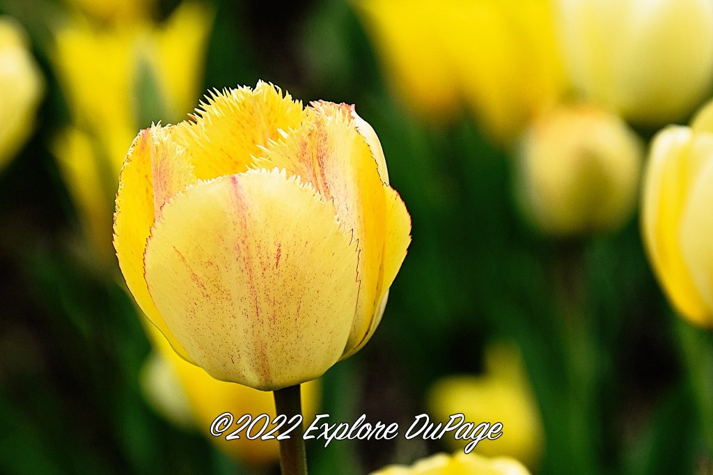#Spring #flower #photography at <a href="/CantignyPark/">CantignyPark</a>
I like tulips, this one looks like it has teeth. Just kidding