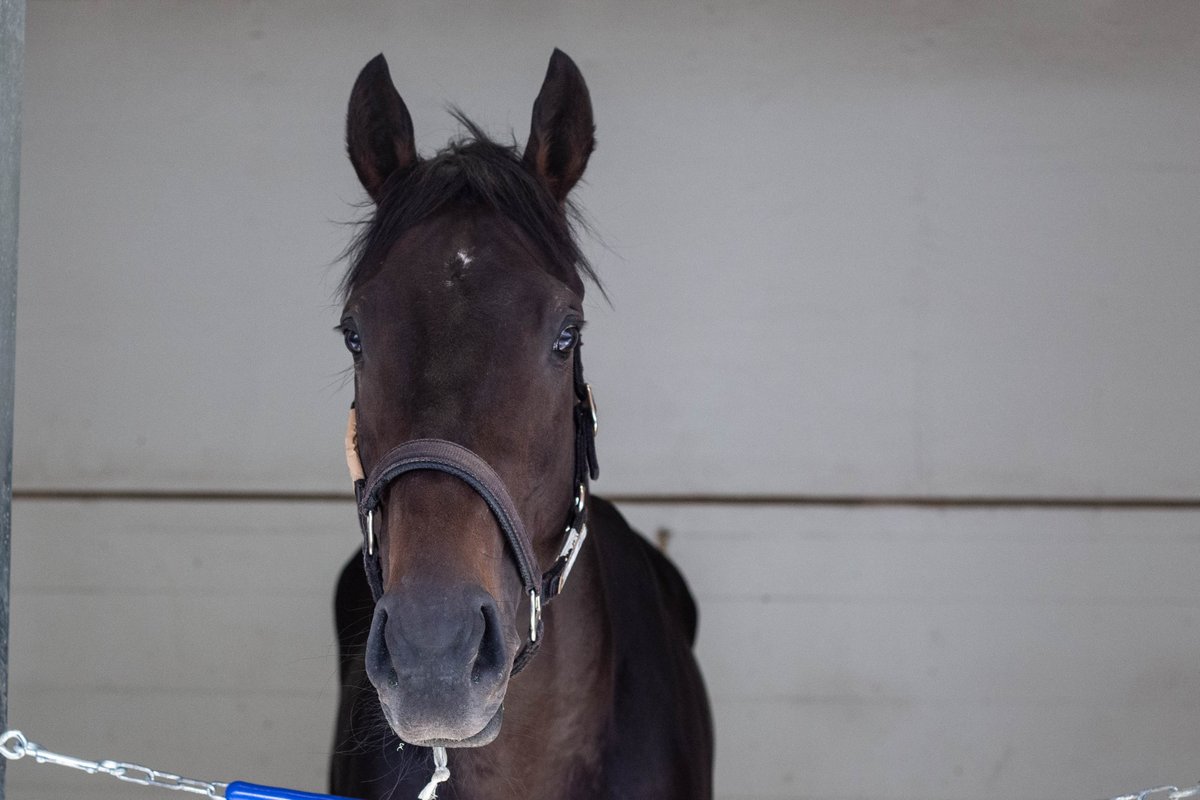 KentuckyDerby's tweet photo. Japanese-bred Crown Pride has been turning heads since he arrived at @ChurchillDowns.

#KyDerby https://t.co/tfbBcNnTfV