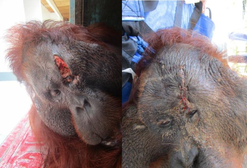DrBirute's tweet photo. I am re-tweeting photos of wounded wild adult male #orangutan Ahad rescued from a #palmoil plantation &amp; brought in by BKSDA into OFI's Care Cente&amp;Quarantine,Central Borneo,Indonesia where OFI's local veterinarians treated him. Ahad had 26lead pellets in his body,cuts&amp; lacerations https://t.co/q5l2IvOxCw