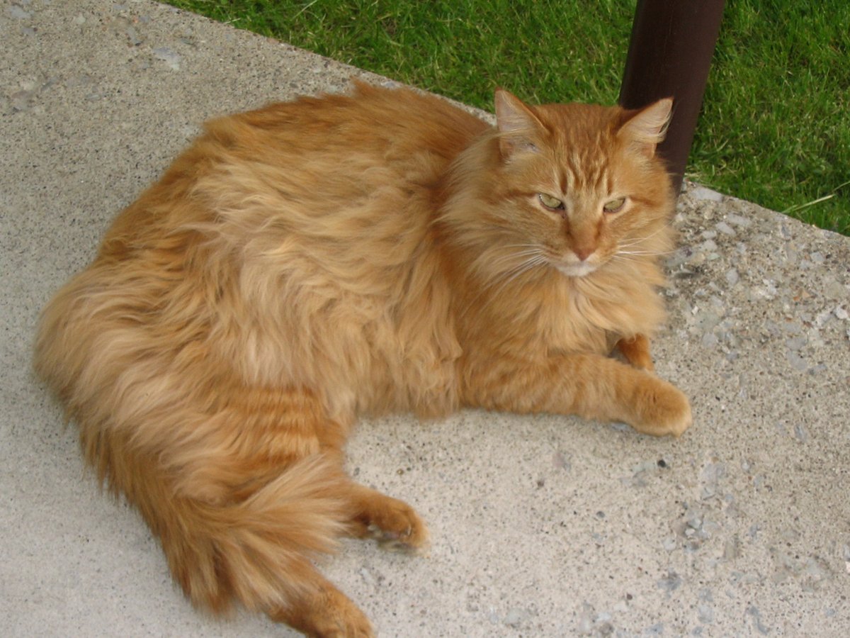 Throwback #Caturday: my yellow tomcat, Jay. 
Ca. April 2005, Buckhannon, WV.