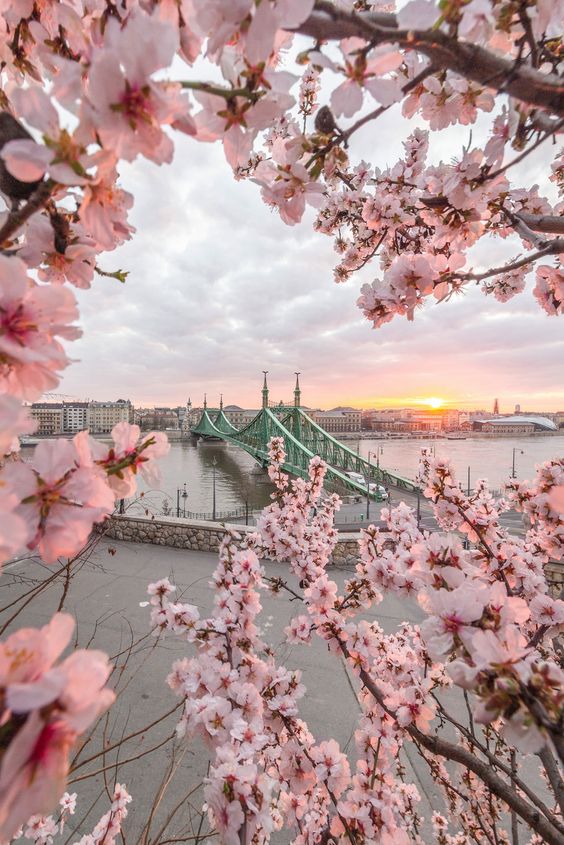 RashadaWrites's tweet photo. Enjoy a lovely weekend! #morning #sunrise #nature #photograph🌸☀️🌸 https://t.co/b3en0buSJI