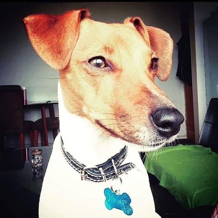 VickyMatita's tweet photo. Se cumplirán 3 meses desde que mi Toto partió al cielo de los peludos...fue nuestro primer hijo,no hay día que no lo extrañamos 🥺 #buenfindeentvn  #BuenFindeAnimal @BuenFindeEnTVN https://t.co/8DMSoN4aXH