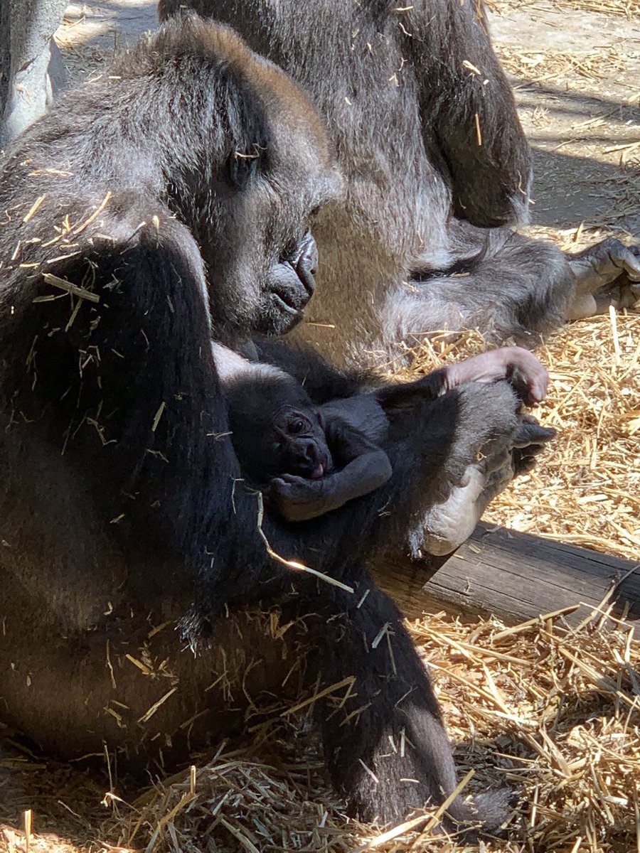 tashaj1984's tweet photo. @CWOA ❤️🦍 https://t.co/eAROyiYEkG