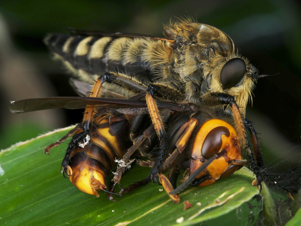 #Worldrobberflyday 今日ムシヒキアブの写真を撮っておけば良かった。去年の写真を。Promachus yesonicus eating yellow-vented hornet (Vespa analis).