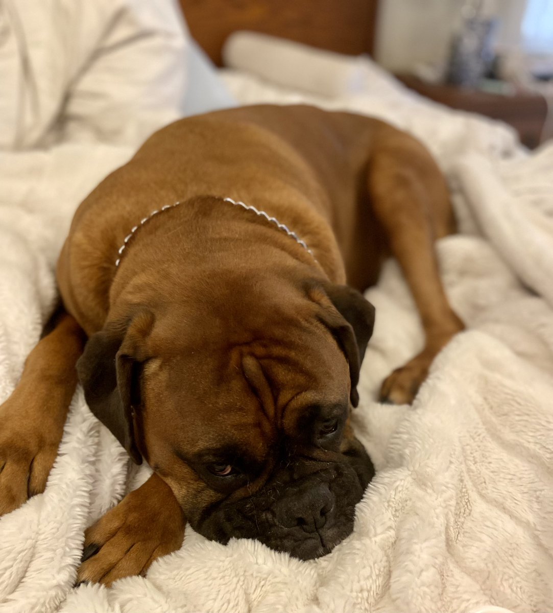 MuggsTheBoxer's tweet photo. Bed puddle. Happy Saturday, friends. #BoxersofTwitter #DogsofTwittter #DogsofOldLou https://t.co/VTZ6cli9Lh