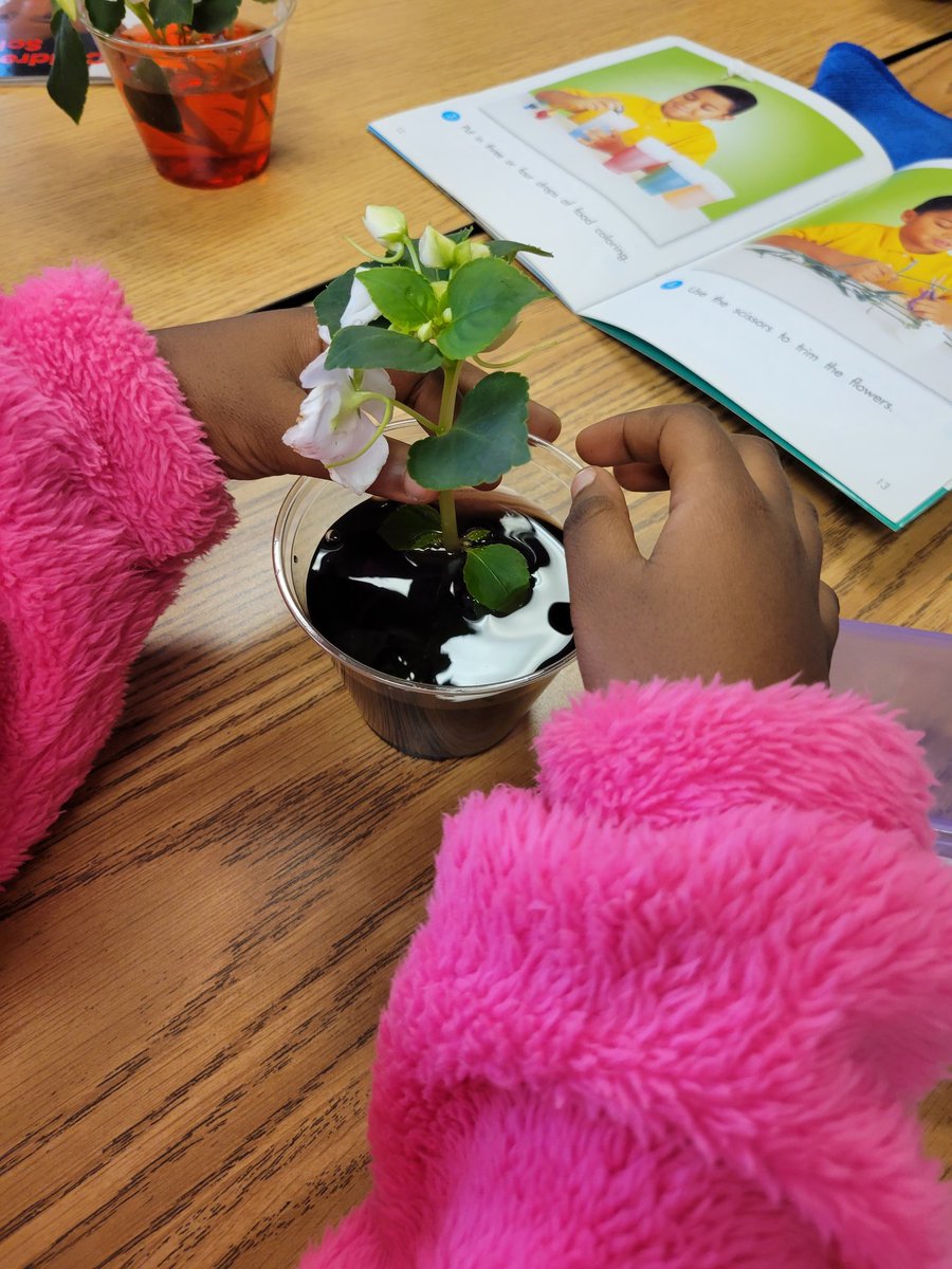 Sharieloveslife's tweet photo. Was so happy to stumble upon this Fun Friday reading group doing the experiment from this week's book! @KimShea12 is a master teacher that #Dalyes is lucky to have! https://t.co/0H9zaIPAHb