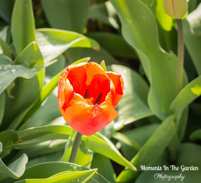 MomentsintheG's tweet photo. As we reach the end of April the tulips continue to flourish in the garden; different varieties popping open each day. #tulips #springbulbs #endofapril #endofaprilgarden #mygarden #momentsinthegardenphotography https://t.co/aYsnMp2sC8