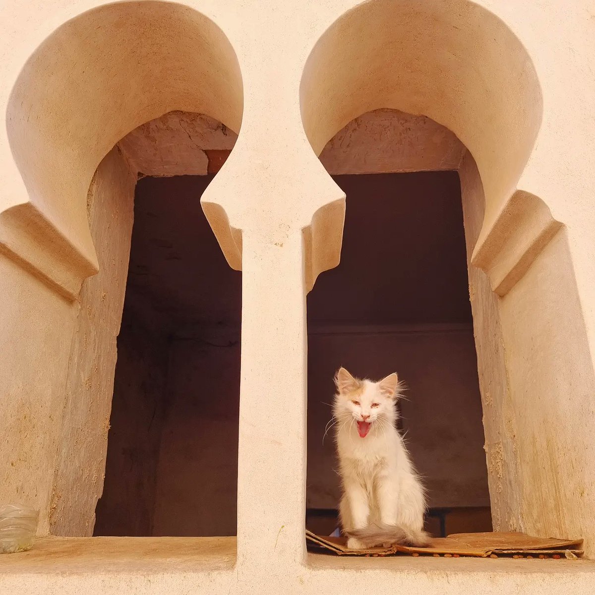 katyjon's tweet photo. Missing the moggies of #Morocco today. #Caturday throwback to last week in #Marrakech. Least the sun seems back today, 18° at home. https://t.co/mgq4DHQajy