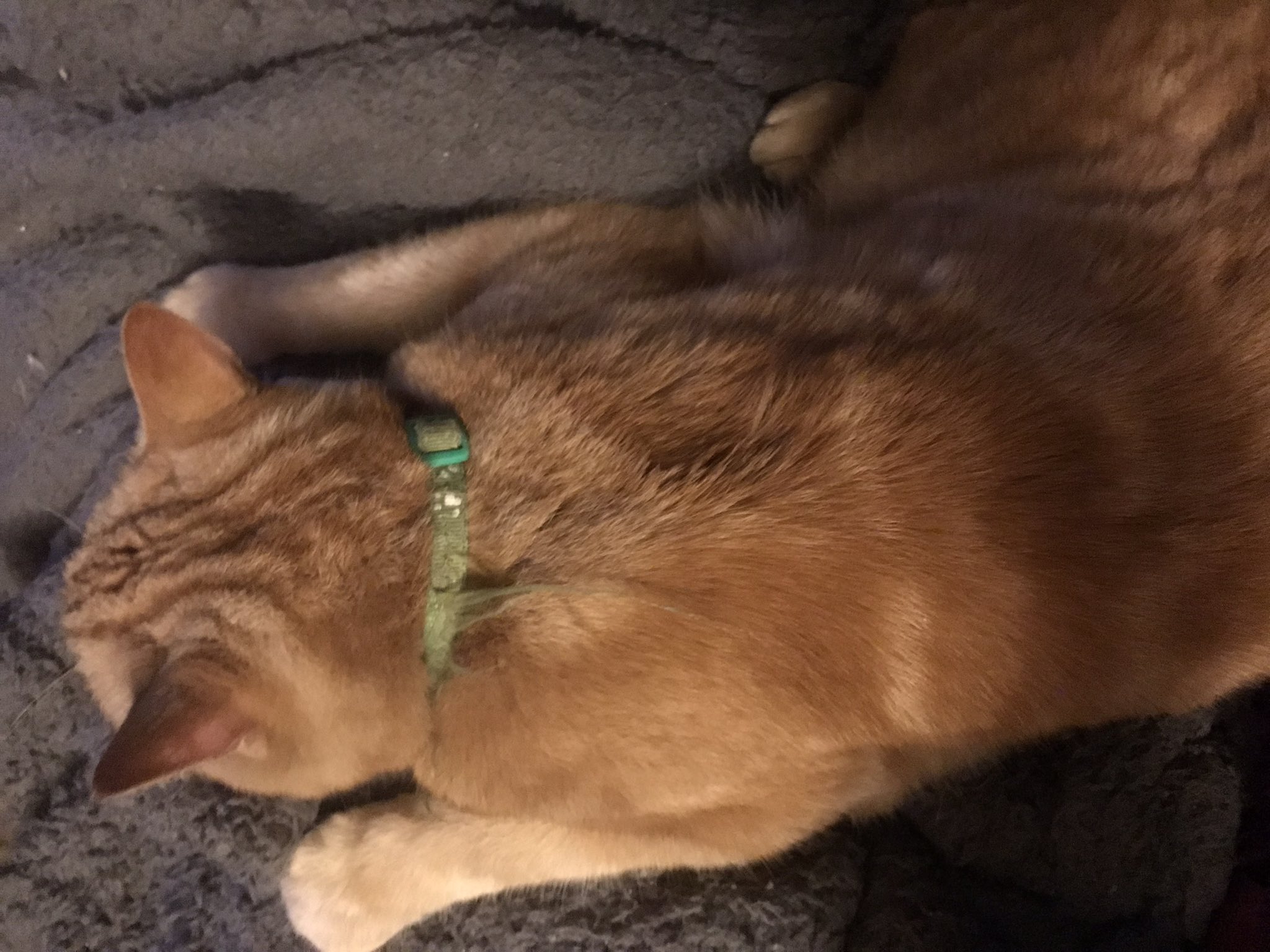 Heather The Fruit Bat💙 on Twitter "cats CatsOfTwitter when using