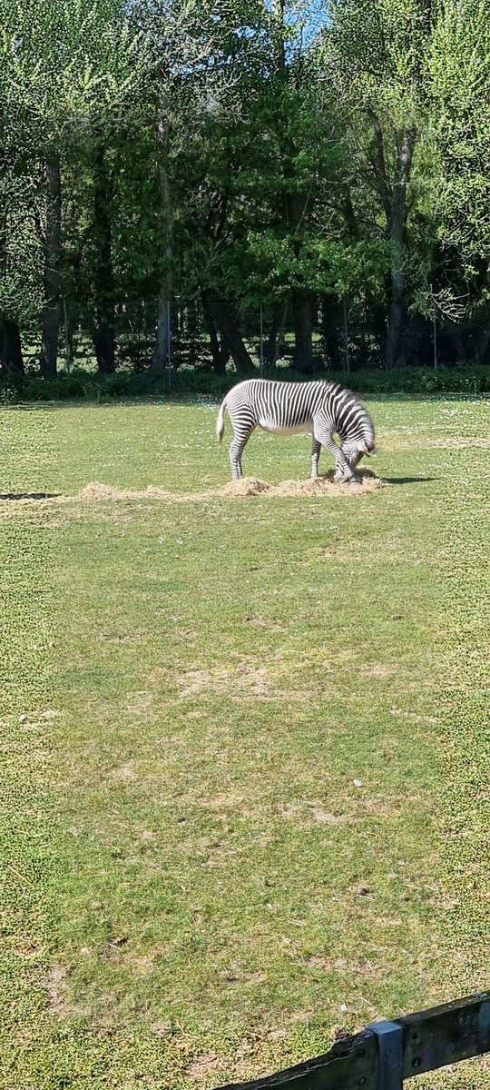 roxwelldragon's tweet photo. From our day at @banhamzoo #banhamzoo https://t.co/SWd9pyzEag