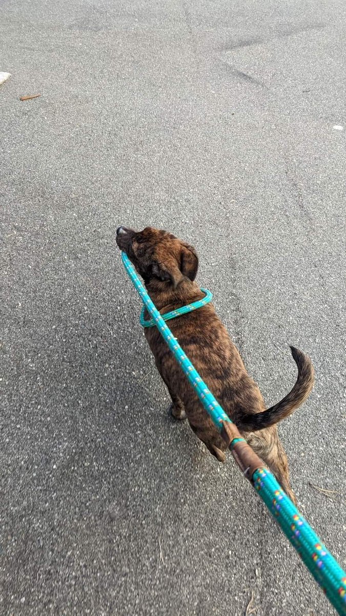 HugABull's tweet photo. Welcome to the crew Buster! More info @ https://t.co/SkXr8bFBP1
Stay tuned for updates!
#adoptable #hugabull #rescue #responsiblerescue #comingsoon #upforadoption #fosterssavelives #fosterdog https://t.co/UQdPSBRABs