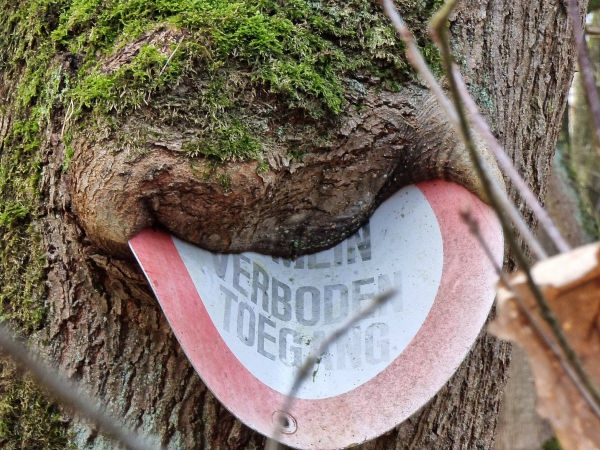 When nature fights back. By the way the sign says 'No Entry' 🚫⛔️
