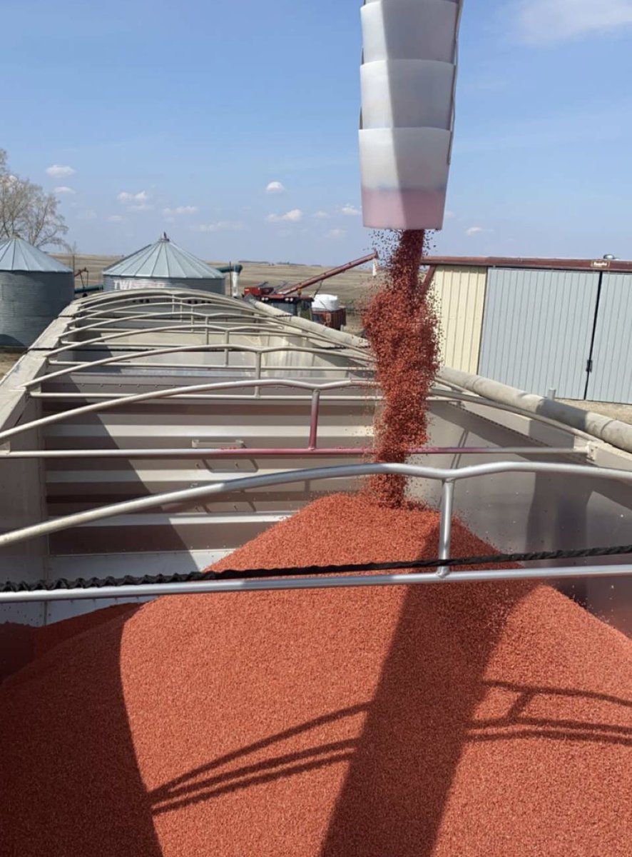 BlairsAg's tweet photo. What does your seeding prep look like? 🌱
These photos show wheat seed Storm treated with Rancona Trio and Precede Cereal. Beauty! #blairs #takethegrid @ATPNutritionLtd @UPLLtd https://t.co/j46nktxKKS