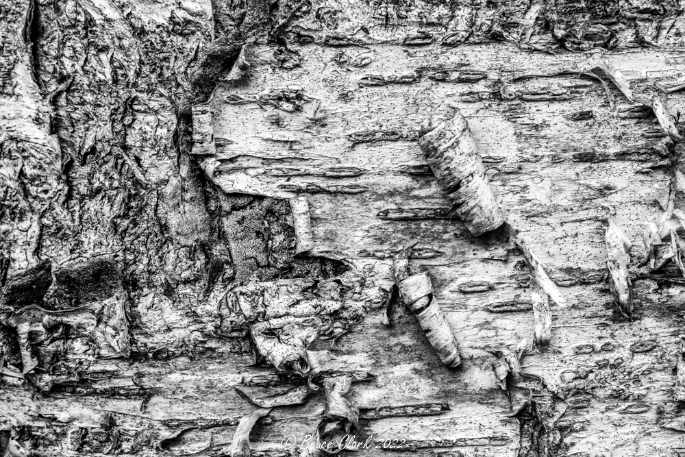 Bruce_O_Clark's tweet image. Birch bark closeup...textures &amp;amp; patterns
#Connecticut #blackandwhitephotography #apriltexturechallenge #Canon #canonphotography