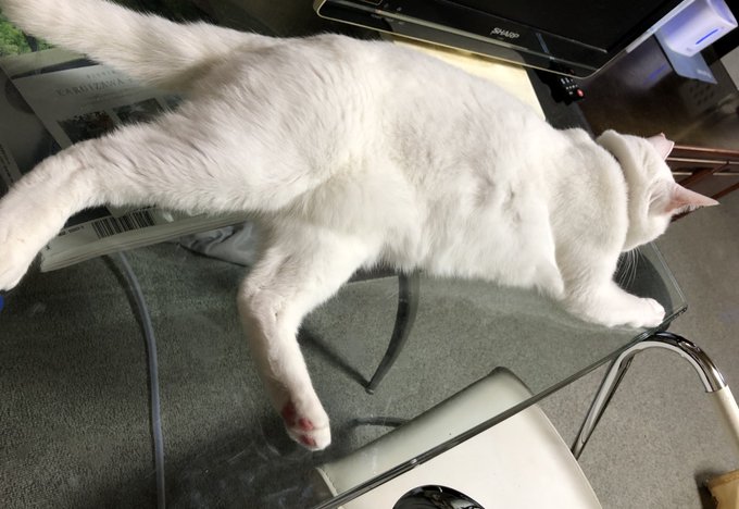 りおんと追いかけっこして疲れたぷてぃ 