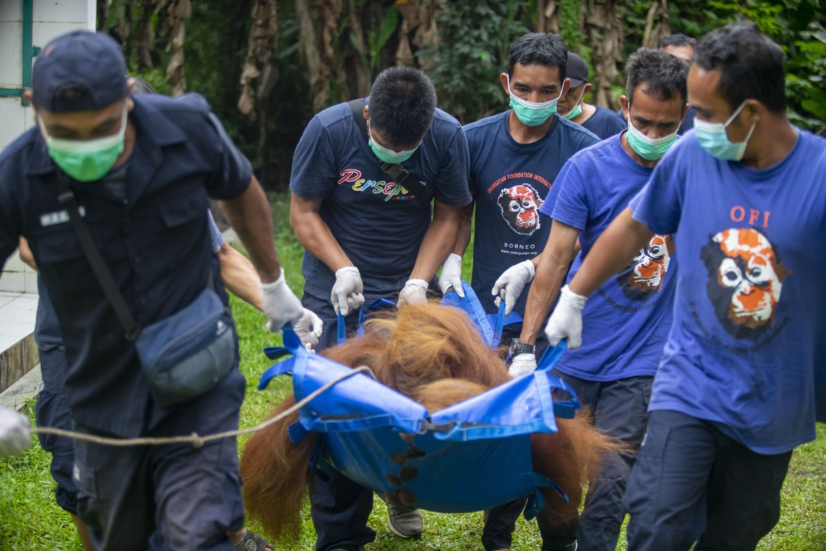 DrBirute's tweet photo. Orangutan Foundation International (@OFIOrangutan ) rangers and Forestry Department officers (@bksdakalteng &amp; @tanjungputingNP) take the anesthetized recovered wild adult male #orangutan to his transport cage. It is mid-April 2022. He is on his way home to the great forest! https://t.co/pYkQ3VvjWG