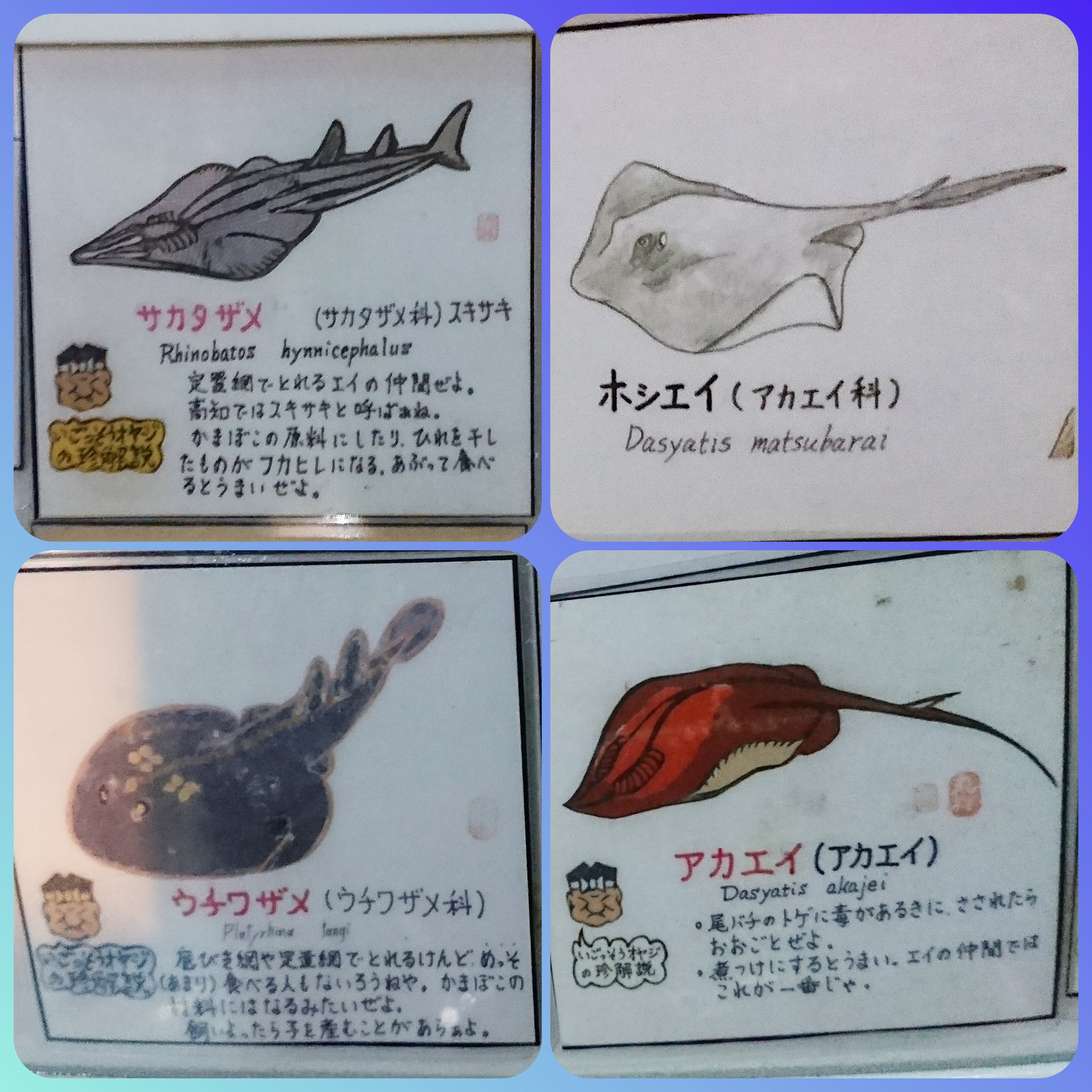 平河 エイ大好き水族館マニア 桂浜水族館のエイ解説 食用についてまで書かれてるの珍しい 笑 イラストも特徴とらえてて素晴らしい ホシエイちゃん 桂浜水族館 T Co 4glupjdooy Twitter