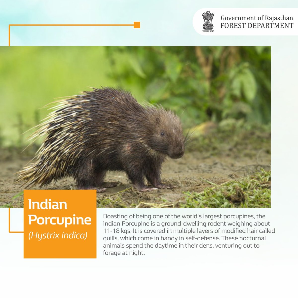 ForestRajasthan's tweet photo. The Indian Porcupines have quills as long as 16 inches. They also posses surprisingly strong feet to excavate burrows.
#porcupines #hystrixindica #rodent #erethizontidae #rajasthanwildlife
#wildlife #wildanimals #biodiversity
@my_rajasthan @incredibleindia @WCSIndia https://t.co/oYpVr2mm1p