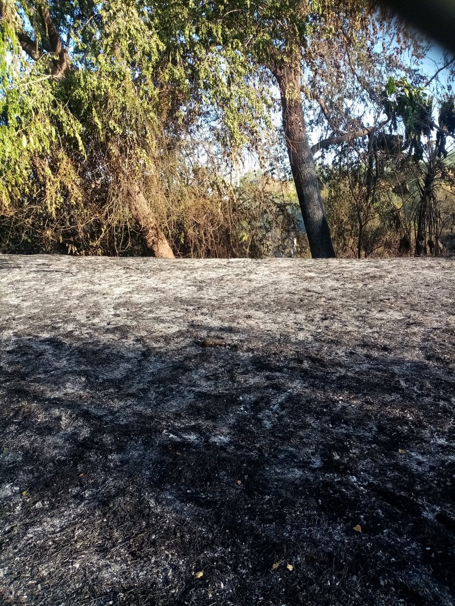 MCambers's tweet photo. @AyuntamientoCLN que paso aquí, salimos a realizar un poco de ejercicio por la mañana y que estan quemando toda el area del baldio, ¿Se iniciará una nueva obra? https://t.co/5tWJG6gCDv