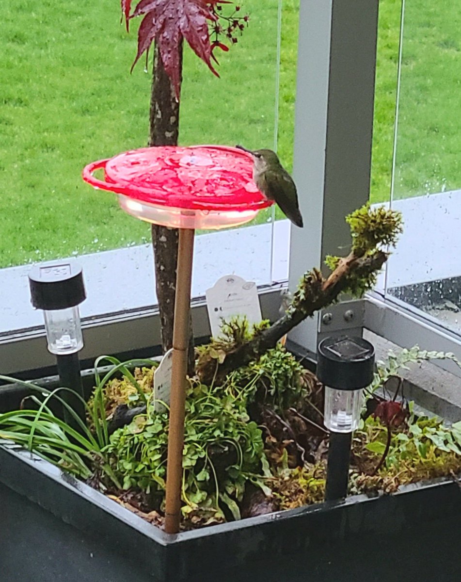 howyougo's tweet photo. Good morning Saturday! 
#sunrise #goodmorning #Saturday #bcstorm #lastdayofApril #Aprilshowersbringmayflowers #rain #Vancouver #AprilShowers #StormHour #goodmorningTWN #hummingbird #raindrops #westcoast #shareyourweather https://t.co/rV9k0G3BBm