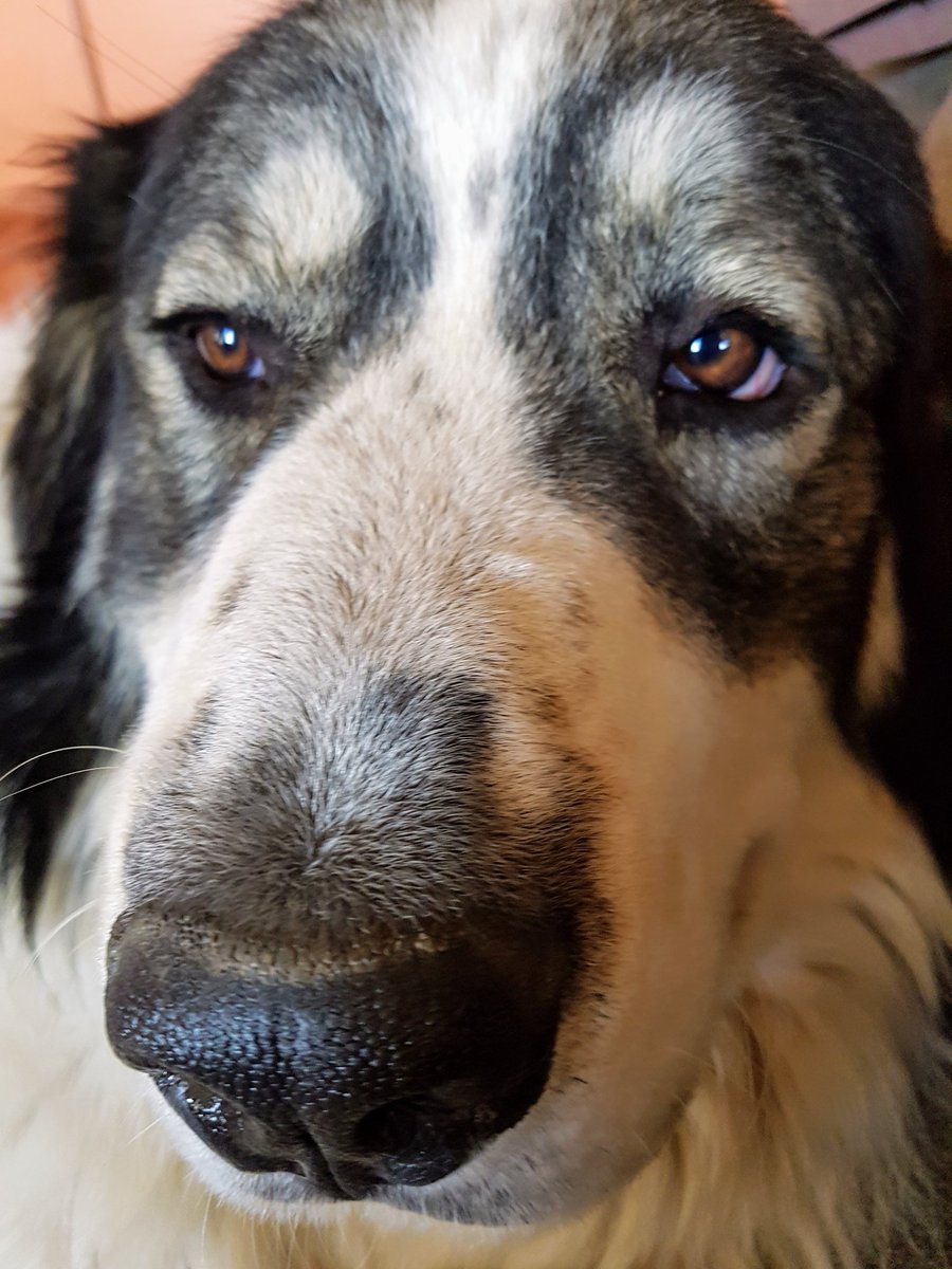 MaryAnntwithead's tweet photo. @rickygervais You to bruh! 😎🐶😐 https://t.co/zNk19qGcFz