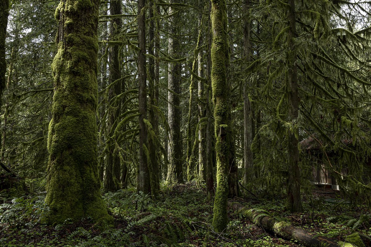CartoonSushi's tweet photo. Hello Oregon / Wildwood Recreation Area, Mt. Hood National Scenic Byway https://t.co/IHD3Rs7RCO