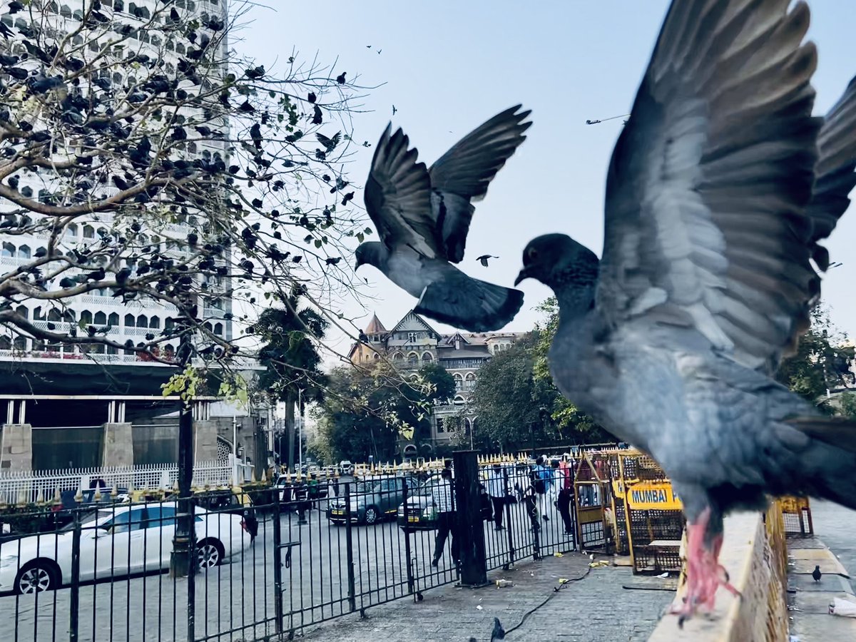 1harshitjaiswal's tweet photo. FREEDOM
.
.
.
#birds #mumbai #photography #streetphotography #birdsphotography #travel #explore #MumbaiIndians #ThatThat https://t.co/yF7sCxClpe