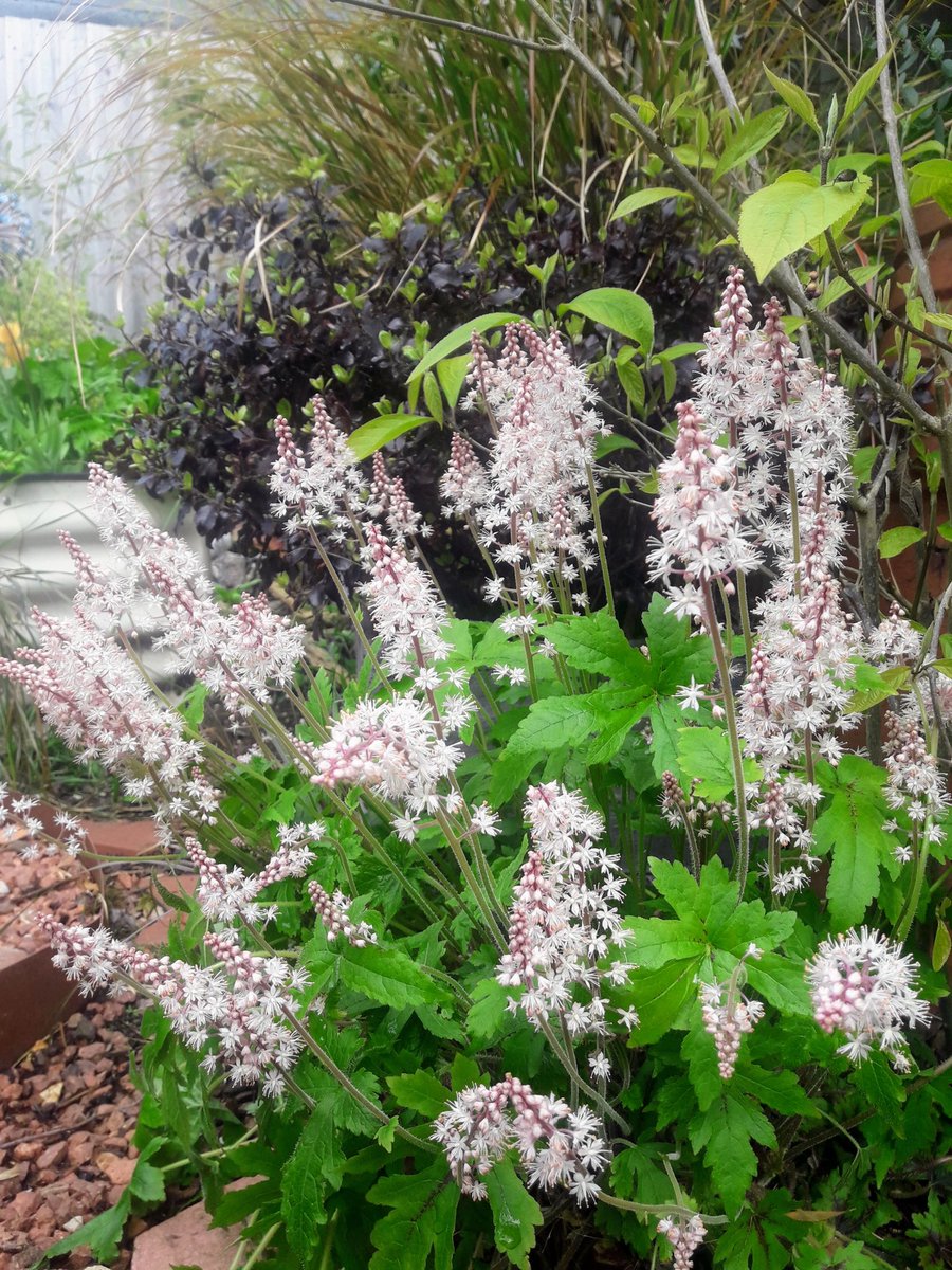 FletchHort's tweet photo. Very pleased to share that this morning I received my RHS Level 3 Certificate in Practical Horticulture having completed the assessments over the last year or so 💚 

Also included are some shots of my favourite things in the garden today 😁🌱🌸 https://t.co/UrV35uEv30