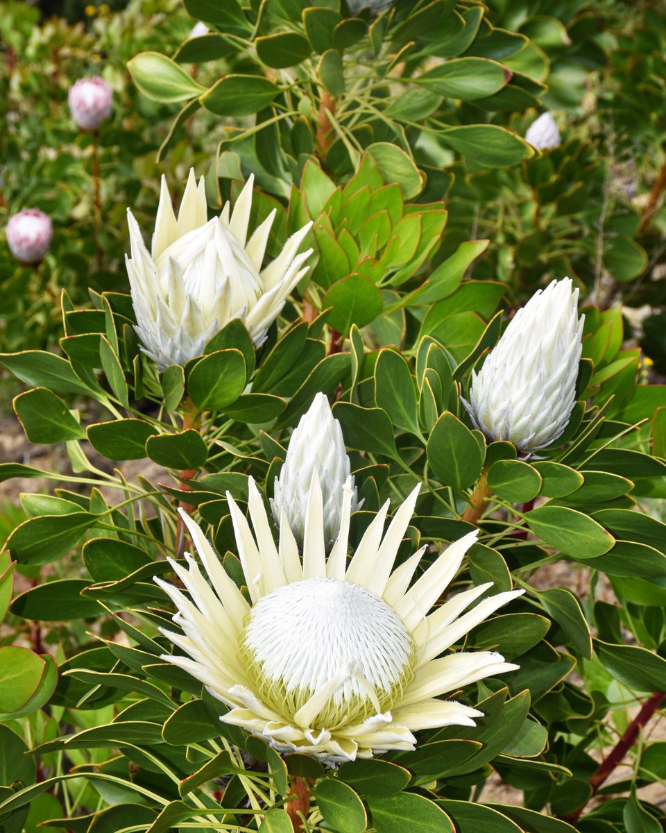 DianaR_Resendiz's tweet photo. File this under 'sheer loveliness' ๐ฟ๐ธ๐๐ธ๐
#inthefield #protea #king #cynaroides #arcticice #whitebeauty #springchic #fynbos #inspiredbynature #cagrown #alittlebeautyeveryday https://t.co/8lrG3oSECl