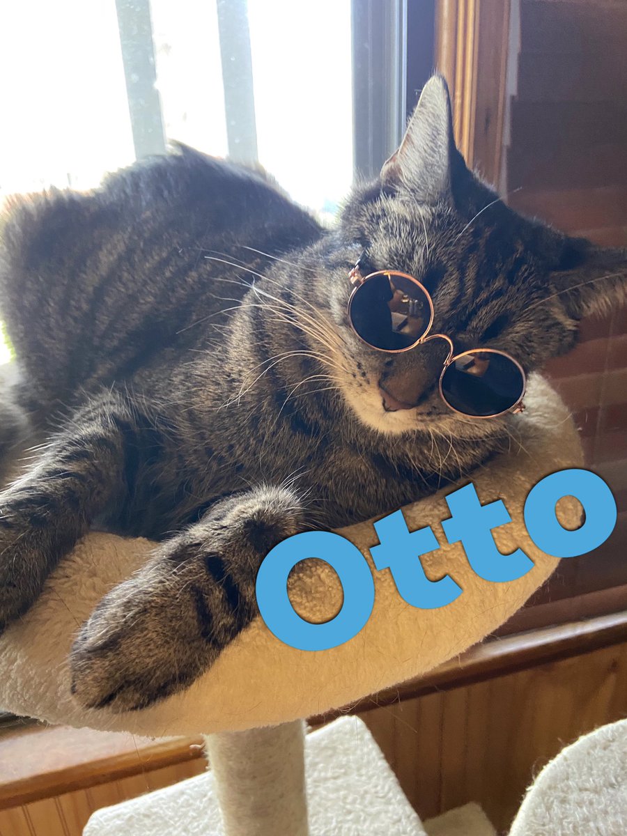 I have to wear my shades today, it’s #NationalTabbyDay and #Caturday !!! Have a fantastic day everyone!! ❤️😸😽 #CatsOfTwitter #TabbyTroop #TABBY