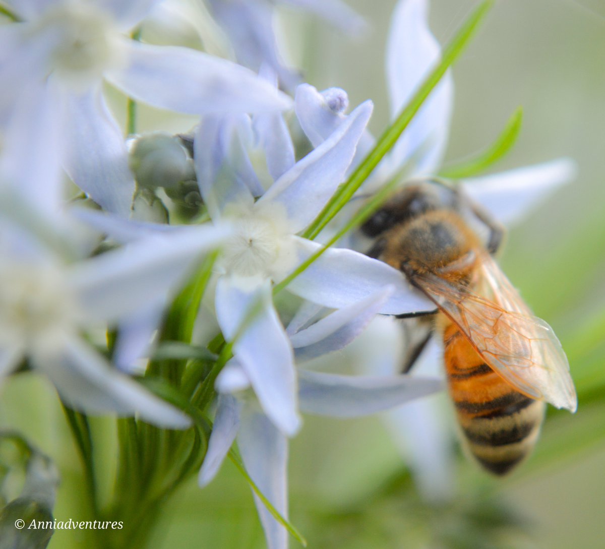 anniadventures's tweet photo. #bee #bees #biene #hummeln #bumblebee #bumblebees #beephotography #beephotos  #beautifulbees #beesoftheworld #beeoftheday #savethebees #macrobee #insects #insectphotography #insectmacro #macrophotography #naturephotography #wildlifephotography  #nikonphotography #nikonmacro https://t.co/7jK9krZOBp