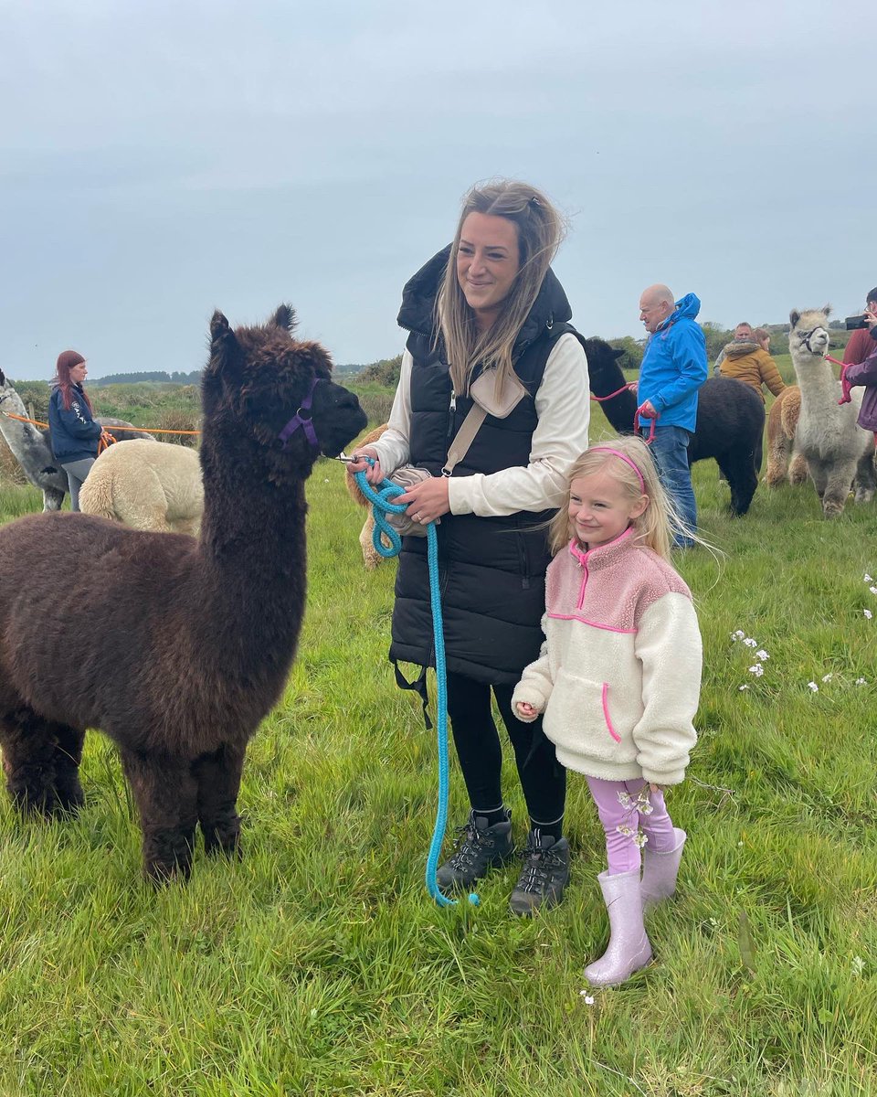 Anglesey Alpacas tweet media