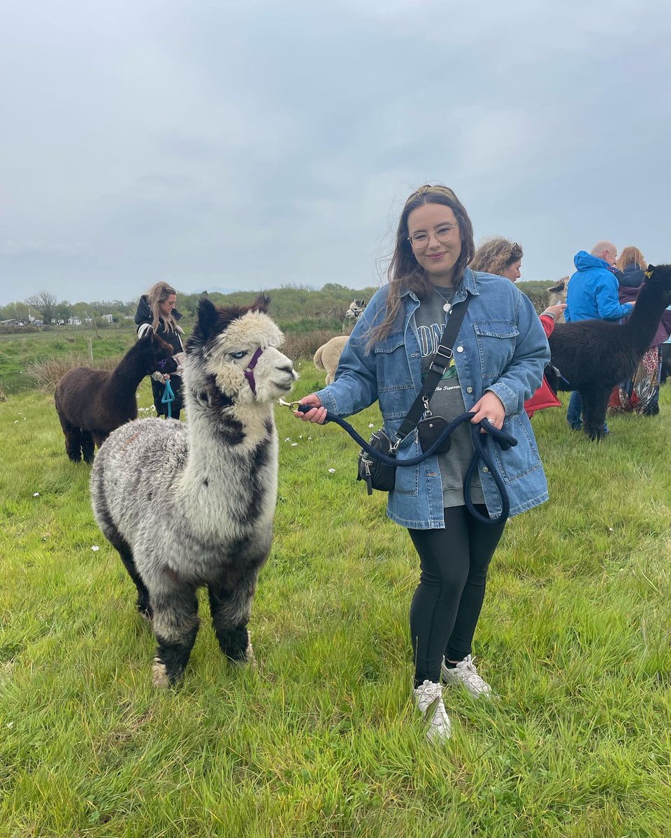 Anglesey Alpacas tweet media
