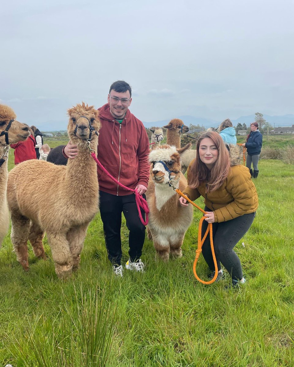 Anglesey Alpacas tweet media
