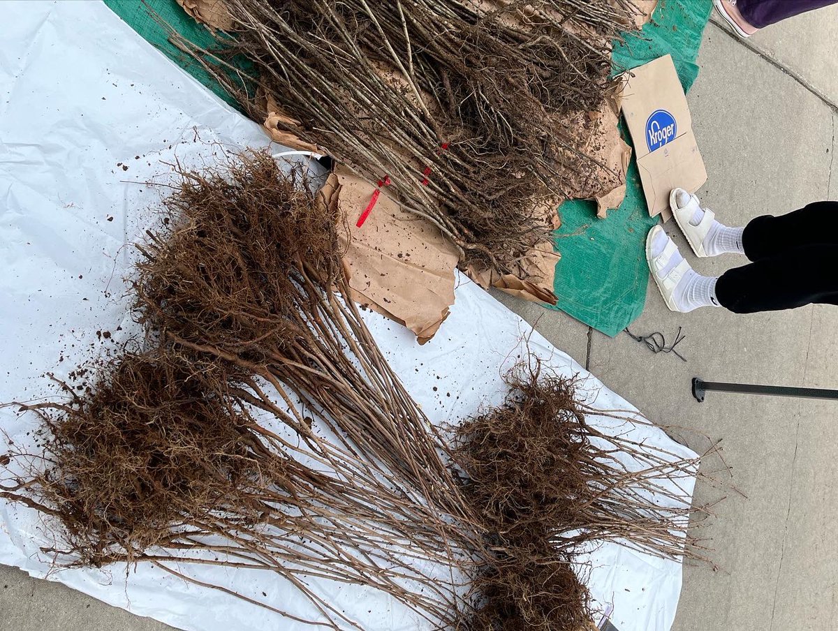 Mr. Shurter (@mrshurterrhs) on Twitter photo Our tree-plenish event is going smooth! Over 600 trees will be planted in our community! <a href="/RHSFalcons/">Rochester High School</a> <a href="/rochcommschools/">Rochester Community Schools</a> <a href="/TreePlenish/">Tree-Plenish</a> Our tree-plenish event is going smooth! Over 600 trees will be planted in our community! <a href="/RHSFalcons/">Rochester High School</a> <a href="/rochcommschools/">Rochester Community Schools</a> <a href="/TreePlenish/">Tree-Plenish</a>