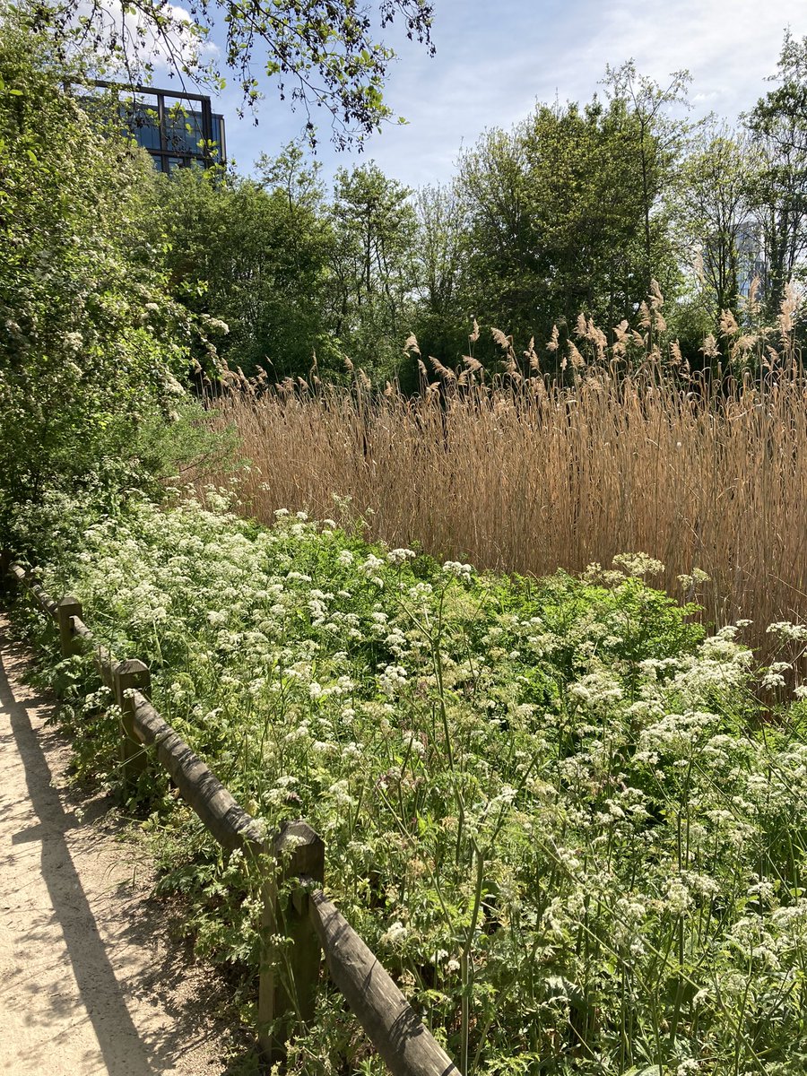 ejngee's tweet photo. The newly reopened @WildLondon Camley Nature Reserve is a wild and wonderful oasis in Kings Cross. Come for coffee, magical walks, and bumble bee rescuing https://t.co/7qfzhmB0nR