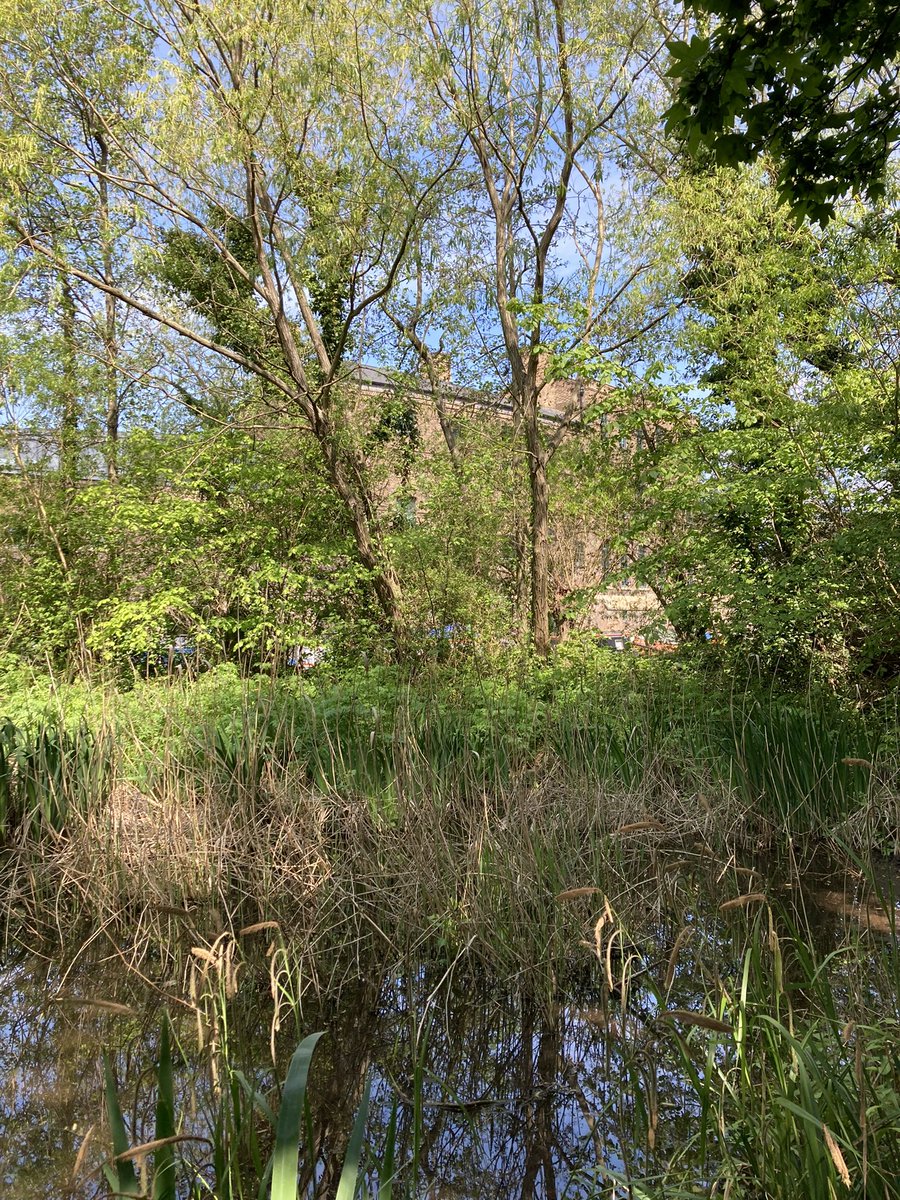 ejngee's tweet photo. The newly reopened @WildLondon Camley Nature Reserve is a wild and wonderful oasis in Kings Cross. Come for coffee, magical walks, and bumble bee rescuing https://t.co/7qfzhmB0nR