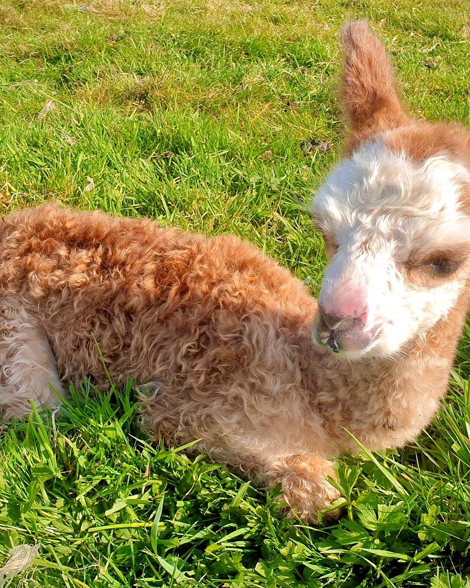 Anglesey Alpacas tweet media