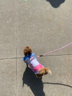 Walz625's tweet photo. Enjoyed the walk for the #PanCan network today. Even Tilly took part although she wanted to be carried. Great effort by @TheShatHitFan who raised over 1k!!! #TeamJoeZ @MattWal17 https://t.co/SeiIky1Gsa