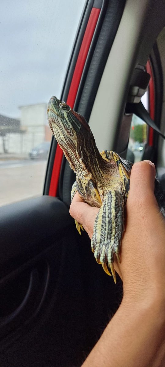 CaritoFSC's tweet photo. Aquí sacando a pasear a mi familia humana #Antofagasta ❤️🐢 (Lun@)

#BuenFindeEnTVN
#BuenDiaAnimal https://t.co/kATZgX72be