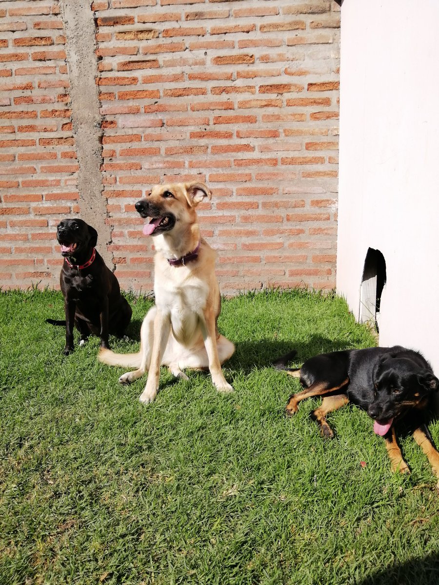 #BuenFindeAnimal Aquí las regalonas de la casa tomando vitamina d mientras vemos <a href="/BuenFindeEnTVN/">BuenfindeTVN</a>, más lindas.
