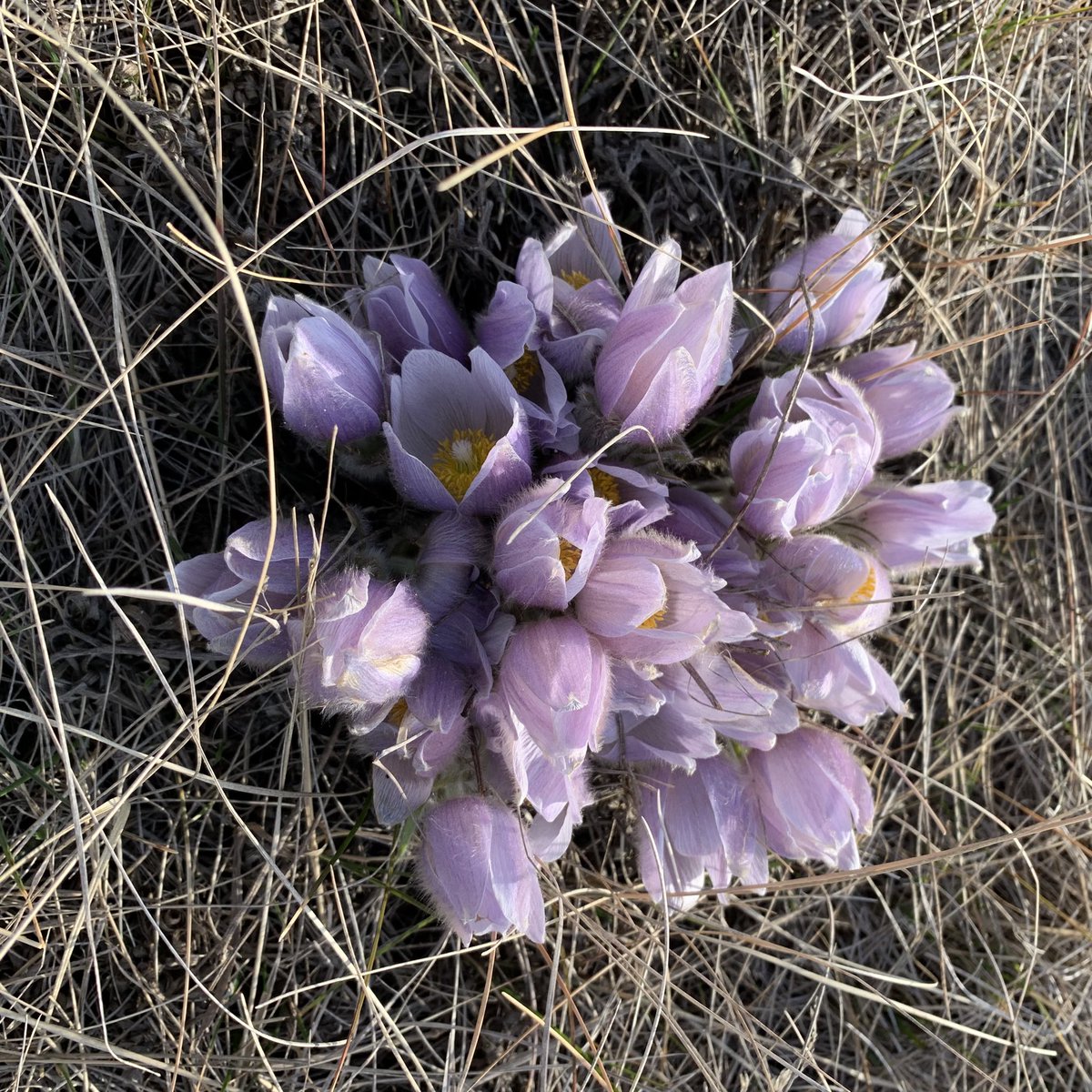 My annual prairie crocus picture is a bit late this year. Spring is officially here! 🤗