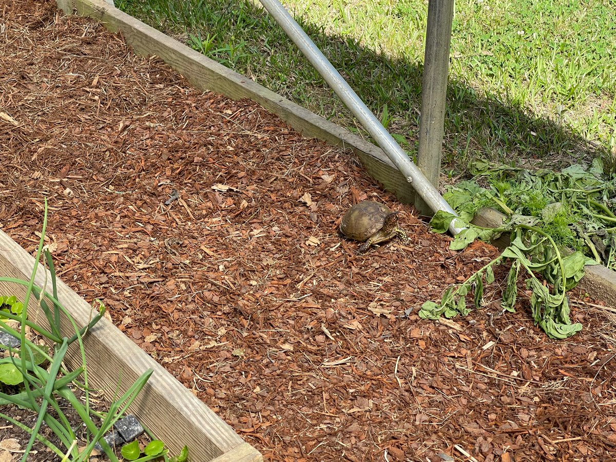 Pest Patrol in the #HighTunnel