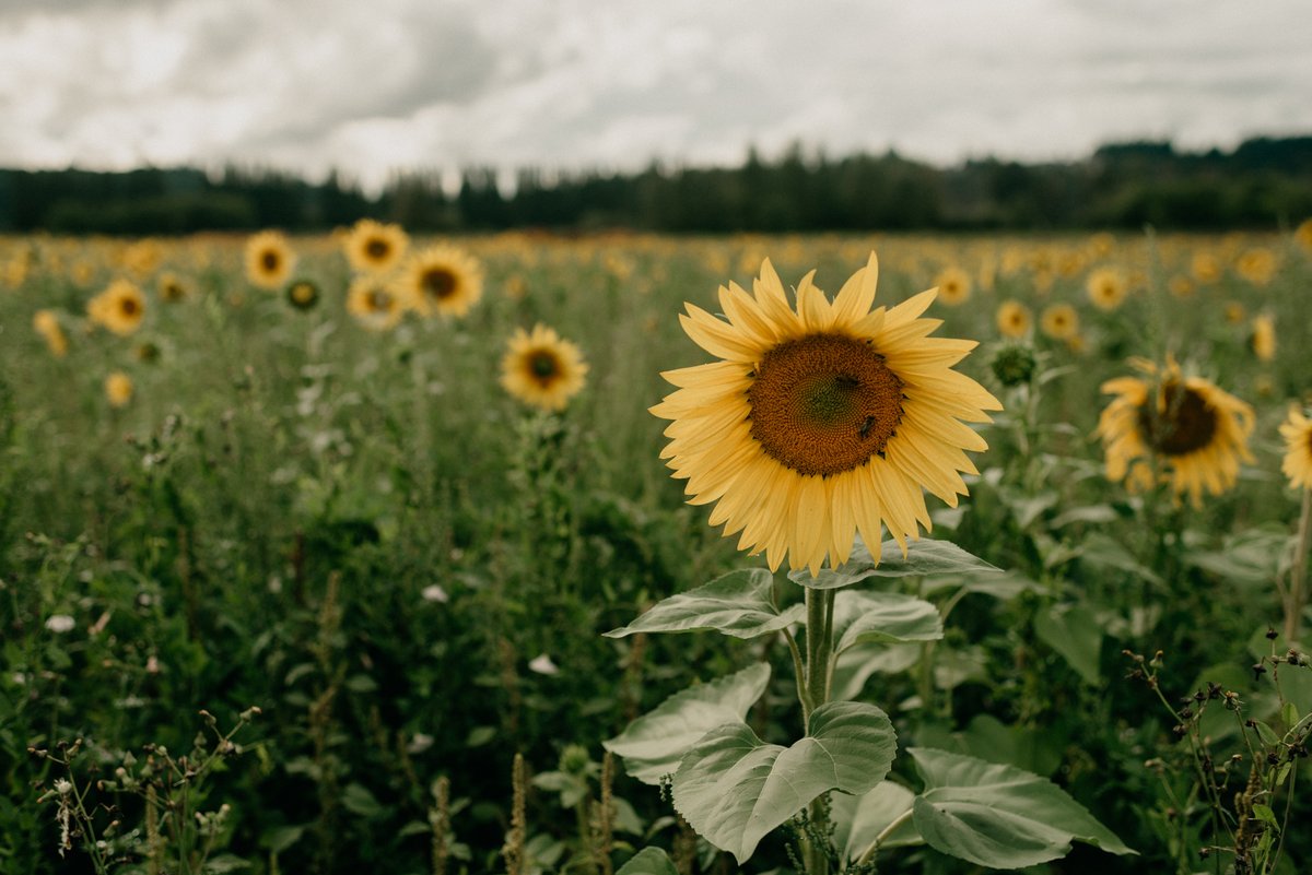 We are proud partners with Washington Farmland Trust for years and support their investments in local farmland, farmers, and all of the living things that make up a healthy farm ecosystem.

More about our grantee Washington Farmland Trust, click the link

ow.ly/TKpS50IQBfh