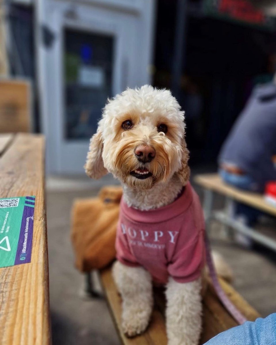 STACK customers come in all shapes, sizes and fur colours 😍 We'll miss all of our four-legged visitors! 📸 poppythecockapoo17 via IG